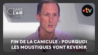 Miniature : Fin de la canicule : pourquoi les moustiques vont revenir