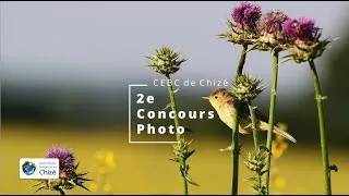 Miniature : 2ème Édition Concours photo du CEBC-Catégorie PUBLIC
