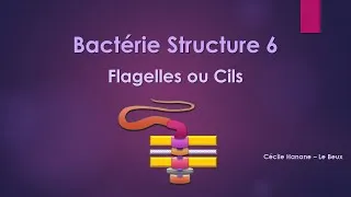 Miniature : Bactérie Structure 6 FLAGELLES (CILS) sans musique de fond
