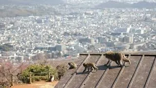 Miniature : 🏠 Les macaques sur les toits d'Arashiyama...