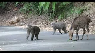 Miniature : Chapardage entre un singe et un cerf à Yakushima