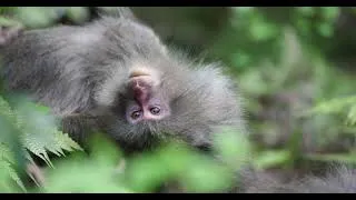 Miniature : 🌿 Les singes gardiens de Yakushima