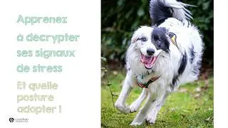 Miniature : Formation PRACC© - Prévention des risques d'agression par le chien et le chat