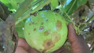 Miniature : ⚠️⚠️⚠️TU VEUX TE LANCER DANS LA PRODUCTION DZ FRUIT DE LA PASSION ?🤕🤕 TU DOIS FORCÉMENT REGARDER CA