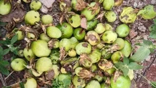 Miniature : TU VEUX TE LANCER DANS LA PRODUCTION DZ FRUIT DE LA PASSION ?🤕🤕 TU DOIS FORCÉMENT REGARDER CETTE VID