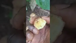 Miniature : Attention ⚠️ ⚠️ ⚠️  Des faux gingembre vendus dans des marchés du Bénin 🥵😮‍💨🥵🥵  @partie2