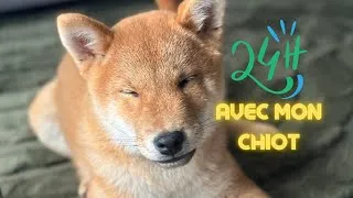 Miniature : 24H AVEC MON CHIOT (Shiba Inu)