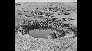Miniature : Invasion de lapins en Australie (NC 1ere JT du 02 juin 2026)