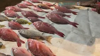 Miniature : Observatoire des pêches côtières d'Ouvéa