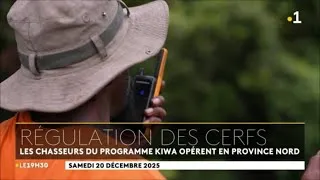 Miniature : Régulation des cerfs à  Kouaoua dans le cadre du projet KIWA PEBACC+ (NC 1ere JT du 20 déc. 2025)
