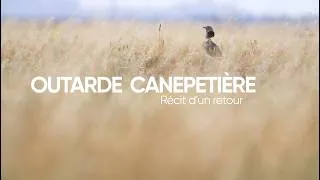 Miniature : Outarde canepetière, récit d'un retour