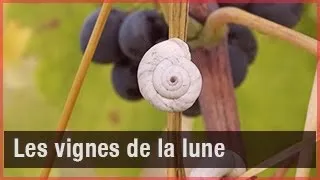 Miniature : Les vignes de la lune