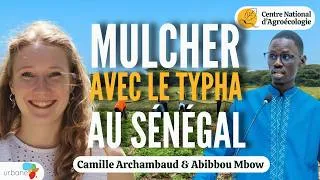 Miniature : COUVRIR LES SOLS AVEC UN MULCH DE TYPHA AUSTRALIS au Sénégal