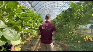 Miniature : Rencontre avec notre producteur - La Coccinelle 🍓🍅
