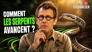 Miniature : Comment les serpents avancent sans pattes ? - C'est pas sorcier