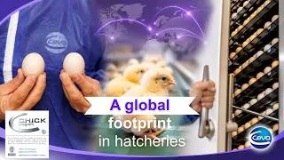 Miniature : C.H.I.C.K Program - A Global Footprint In Hatcheries