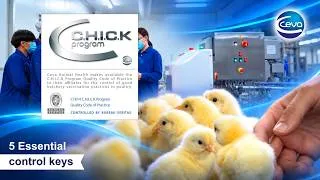 Miniature : C.H.I.C.K Program - 5 Essential Control Keys