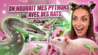 Miniature : On nourrit Twix et Drago 🐍✨💕 
