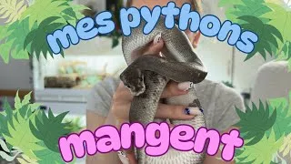 Miniature : On nourrit les Pythons 🐍✨