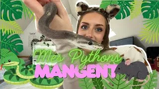 Miniature : Comment Nourrir des Pythons 🐍