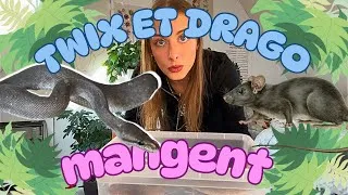 Miniature : Mes Pythons MANGENT des RATS 🐍