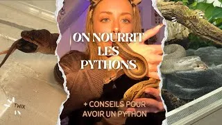 Miniature : On nourrit les deux pythons | Conseils pour avoir un python ✨
