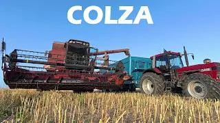 Miniature : La moisson du colza à heure décalée - 2026