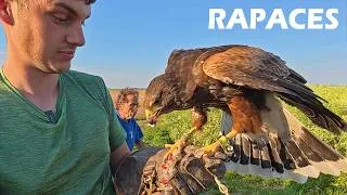 Miniature : Des rapaces pour défendre son tournesol - 2026