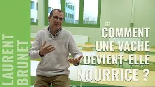 Miniature : Comment une vache devient-elle nourrice ?