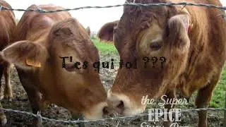 Miniature : Epice et les vaches