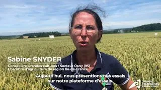 Miniature : Plateforme d'expérimentation en grandes cultures à Vallangoujard (95) le 16 juin 2026