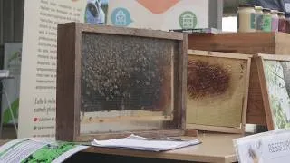 Miniature : Pollinisateurs et agriculture : un partenariat gagnant-gagnant