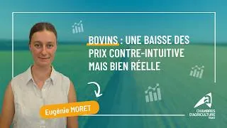 Miniature : Bovins : une baisse des prix contre-intuitive mais bien réelle