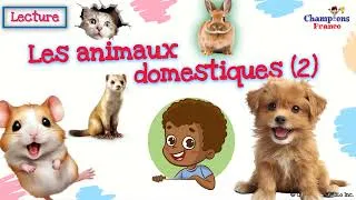 Miniature : Animaux domestiques (Part 2) 🐶 I Domestic Animals French Reading 🐈 #learnfrench #frenchforkids