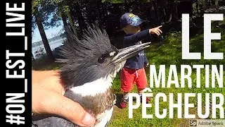 Miniature : Le martin-pêcheur et SOS Miss Dolittle | Lac Mégantic, Québec | Gopro et DJI Spark | #ON_EST_LIVE