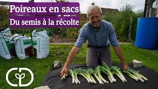 Miniature : Poireaux après pommes de terre : test de différents composts dans les mêmes sacs, dont de la terre