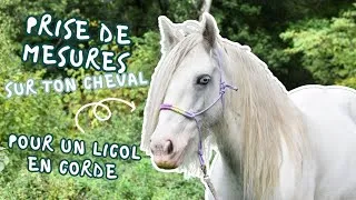 Miniature : Prendre les mesures de ton cheval pour un licol en corde 🐎