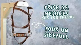 Miniature : Prendre les mesures de ton cheval pour un sidepull 🐴