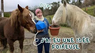 Miniature : 🐴🥕 Mes chevaux testent 4 enrichissements: Top ou Flop? 😭