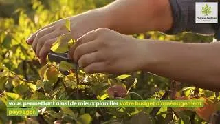 Miniature : Conseils d'un jardinier taille haie : Quel prix pour tailler une haie en 2023 ?
