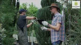 Miniature : Entretenir son taille-haie : Les meilleurs conseils pour un entretien taille haie efficace