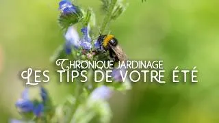 Miniature : Chronique jardinage : les tips de votre été ☀️