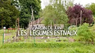 Miniature : Jardin de juin : la chronique jardinage de vos légumes d'été - avec la Société d'Horticulture 🍅