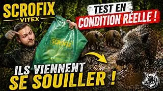 Miniature : 🐗 Test du Vitex Scrofix : les sangliers arrivent-ils vraiment ? (Résultats terrain)