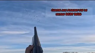 Miniature : Chasse aux pigeons dans le gard fin de saison 2025 2026
