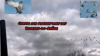 Miniature : Chasse aux pigeons dans les Bouches-du-Rhône 2025 2026 
