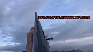 Miniature : Chasse aux pigeons au poste dans le Gard / hiver 2026 