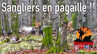 Miniature : DES SANGLIERS EN PAGAILLE !! CHASSE EN BATTUE EN 4K