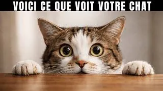 Miniature : Votre chat ne vous voit pas comme un humain (Voici ce que vous êtes vraiment pour lui)