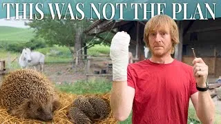 Miniature : Things Went South Fast: Hedgehogs, a Rusty Nail and Stitches!
